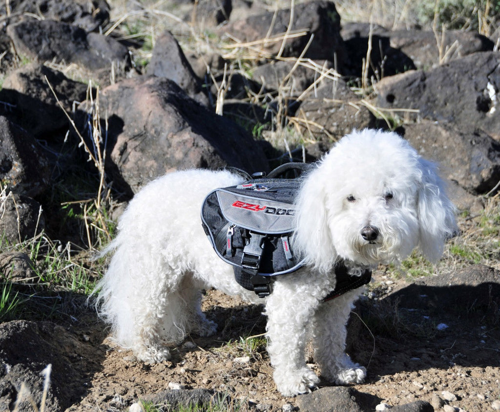EzyDog Summit Backpack